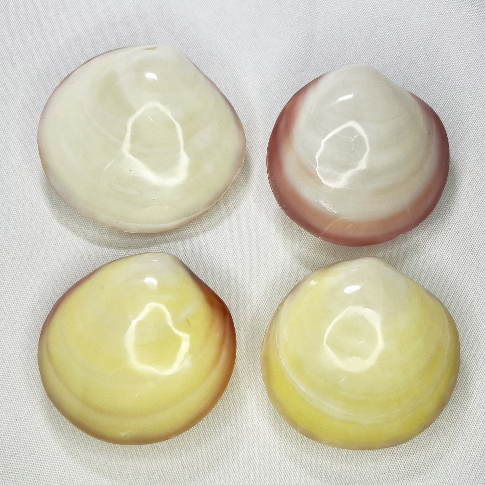 Natural Gari Shell - Pink Clam - Marine Aquarium Home ulasan dan harga