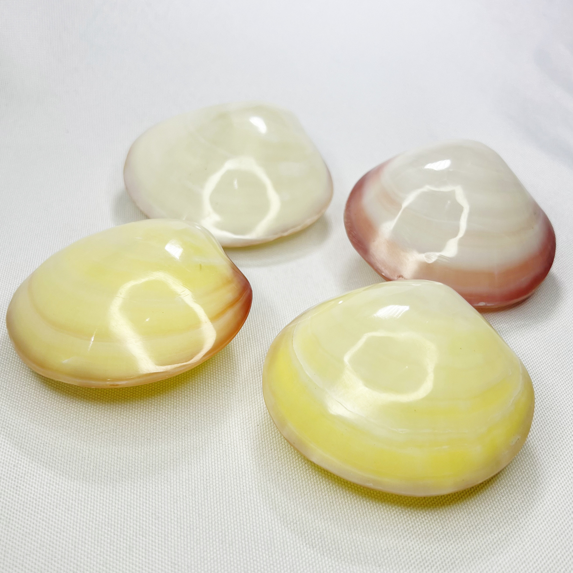 Natural Gari Shell - Pink Clam - Marine Aquarium Home ulasan dan harga
