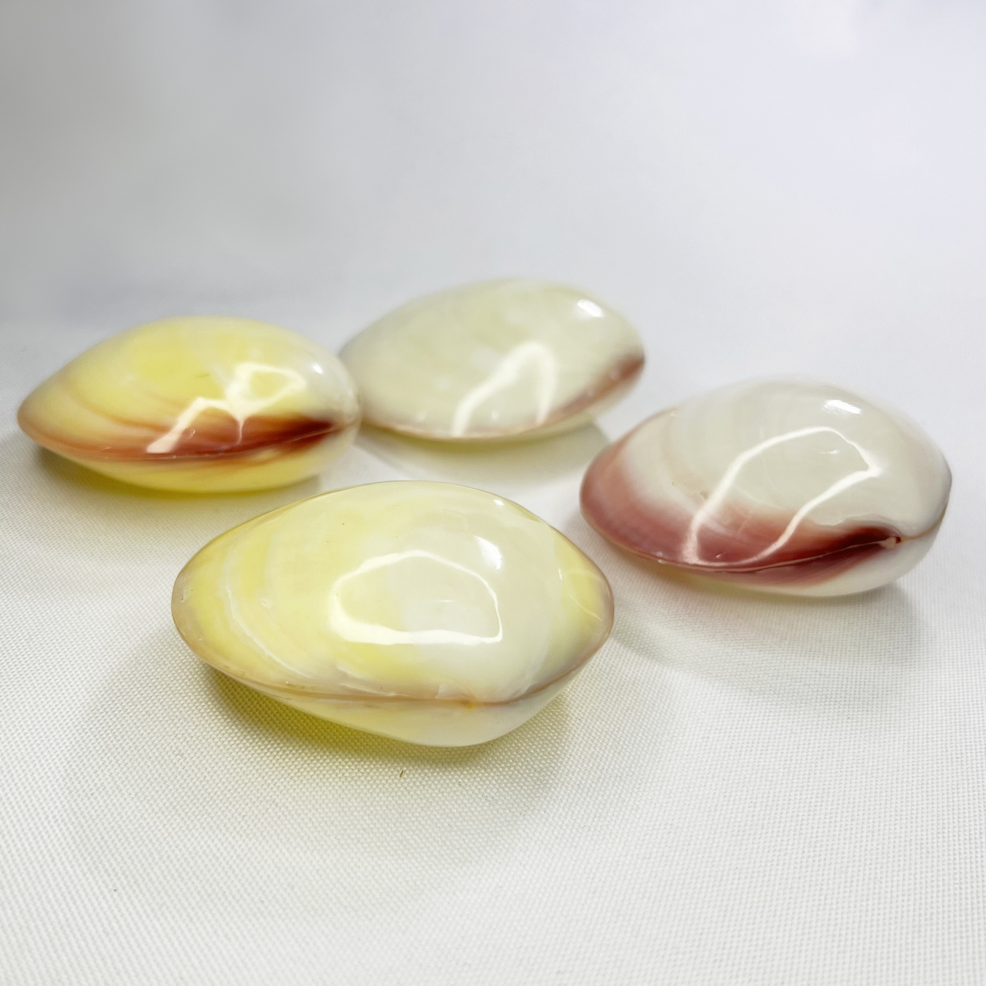 Natural Gari Shell - Pink Clam - Marine Aquarium Home ulasan dan harga