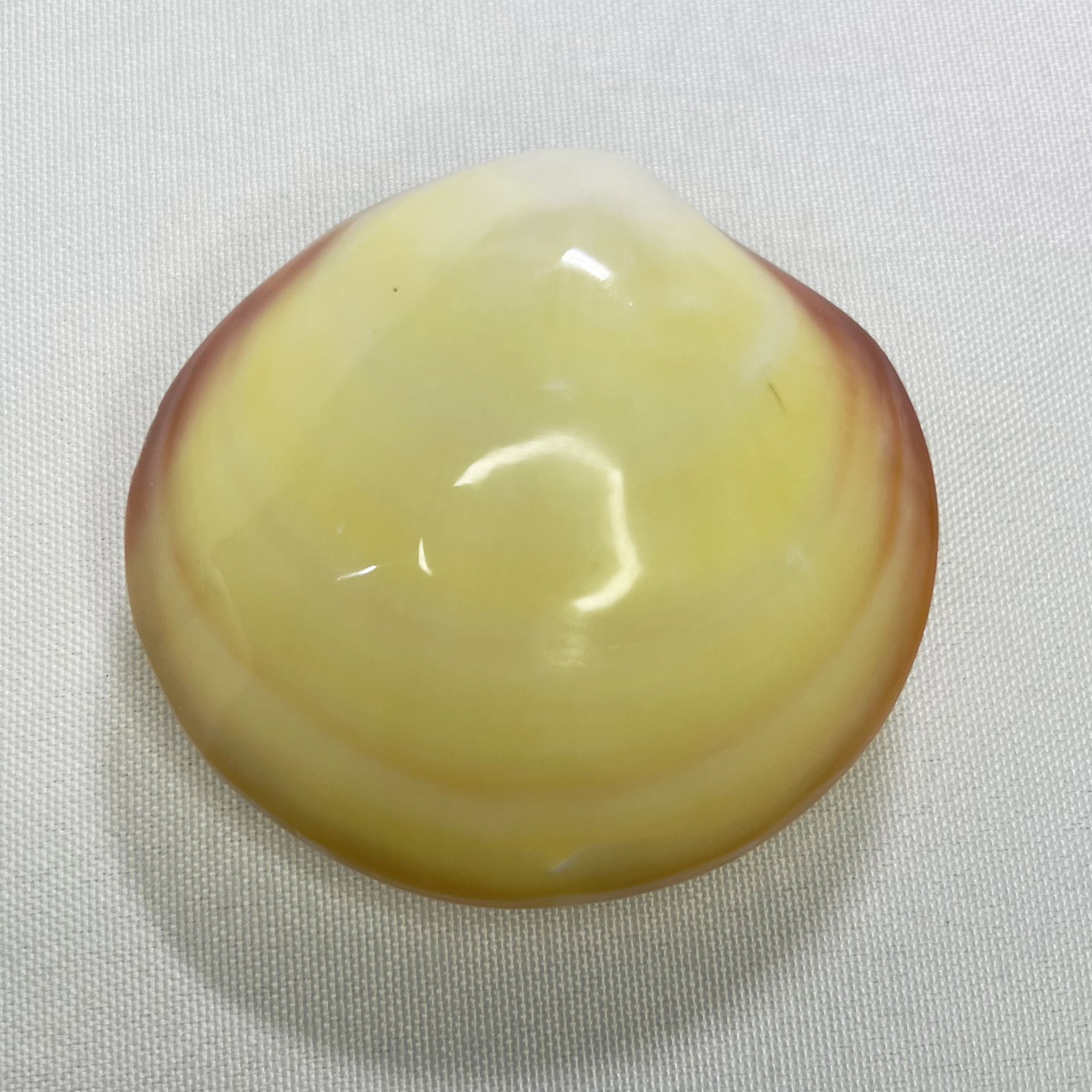 Natural Gari Shell - Pink Clam - Marine Aquarium Home ulasan dan harga